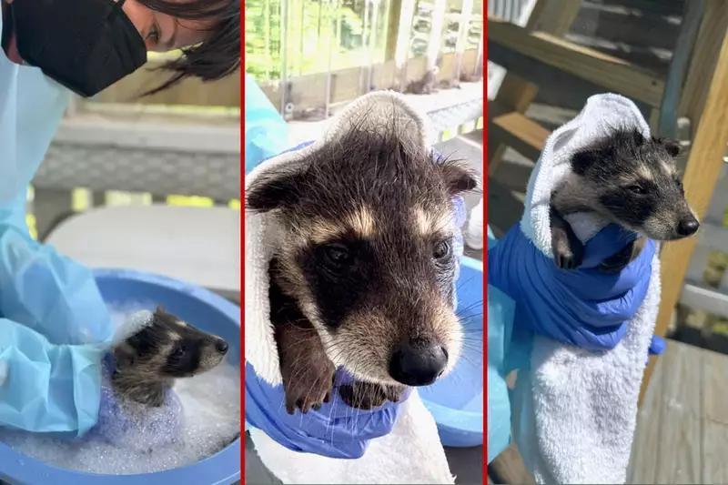 Rub-a-dub-dub: Raccoon rescued from chimney gets an adorable bubble ...