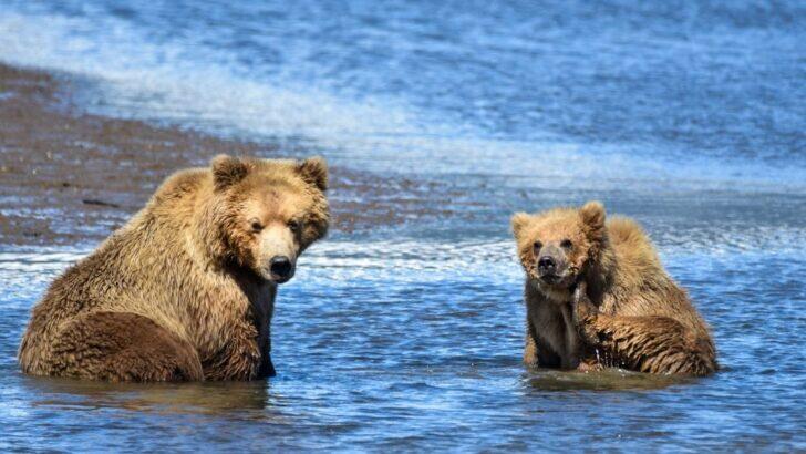 Bear vs. Human: What Science Says About Our Ancient Rivalry - NewsBreak