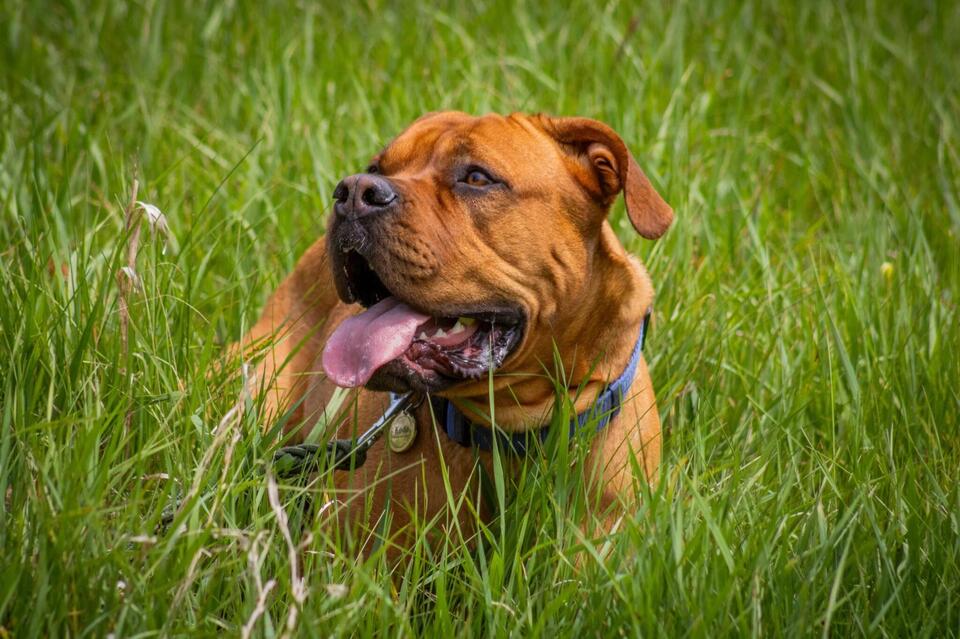 14 Dogs With So Much Personality, You’ll Never Have a Dull Moment ...