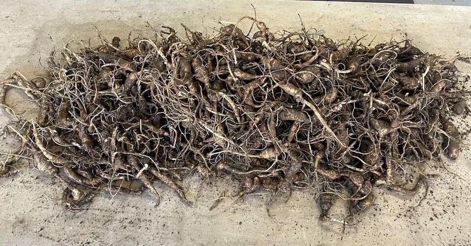 2 accused of illegally harvesting ginseng roots at Great Smoky ...