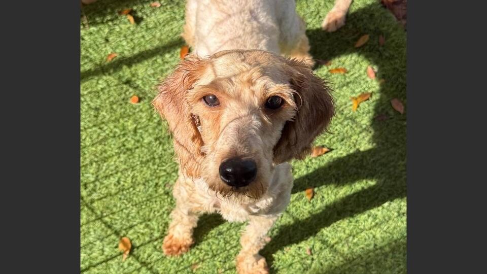 Meet Betty, a sweet Poodle mix dog in South Florida seeking a forever home