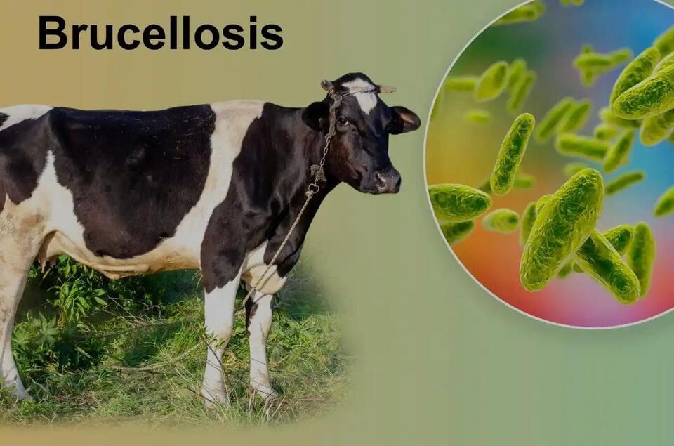 Brucellosis Laws in Utah: What Livestock Owners Need to Know