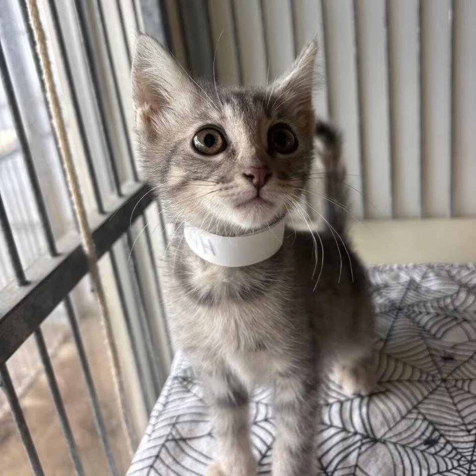 🐱 Sweet Santa Barbara Cats Ready for Adoption and Love - NewsBreak