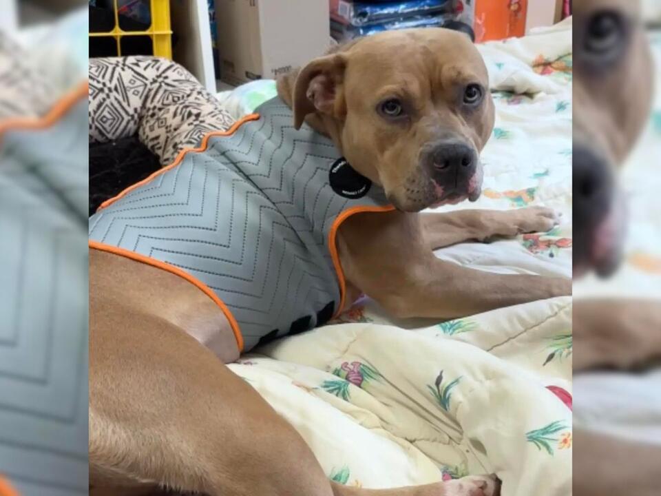 Scared Pittie Was So Afraid To Leave Her Kennel Until The Rescuers