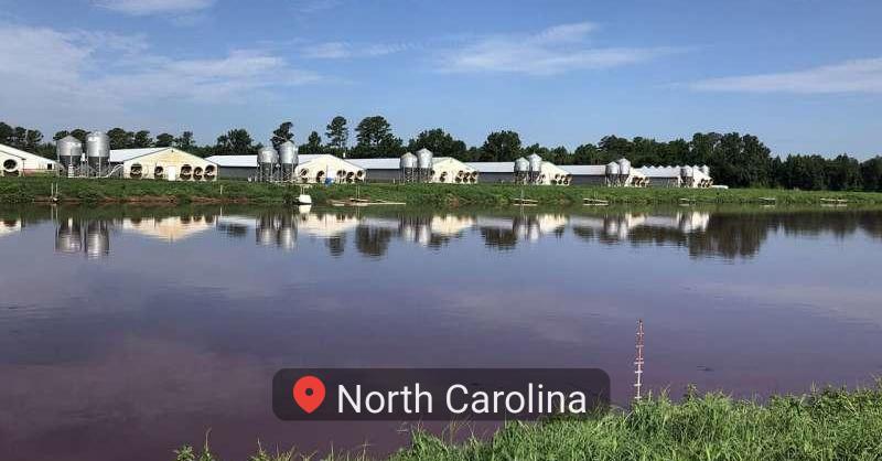 Satellite imagery gives researchers timeline of when swine